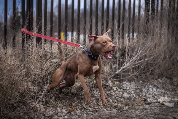Gioco Azzardo Pit Bull Terrier Dal Canile Dognik Tori — Foto Stock