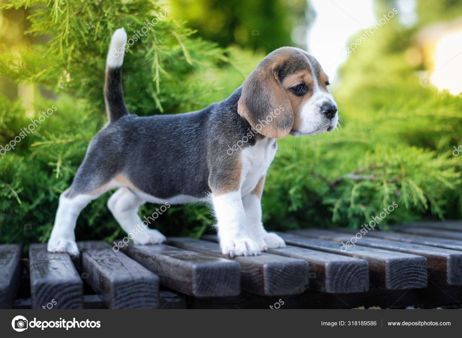 bench beagle