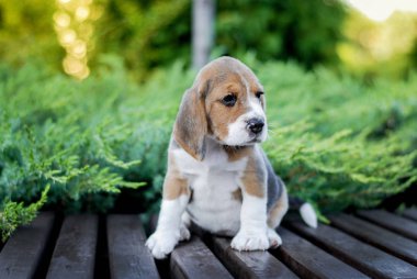 Beagle köpek yavruları parktaki bir bankta yeşil renkte oturuyor.