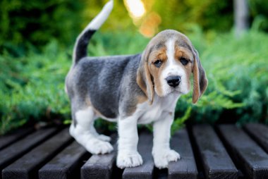 Beagle köpek yavruları parktaki bir bankta yeşil renkte oturuyor.
