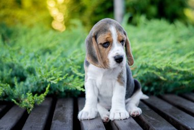 Beagle köpek yavruları parktaki bir bankta yeşil renkte oturuyor.