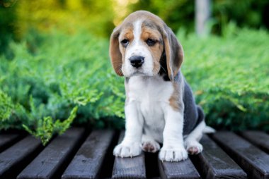 Beagle köpek yavruları parktaki bir bankta yeşil renkte oturuyor.