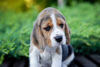 Beagle köpek yavruları parktaki bir bankta yeşil renkte oturuyor.
