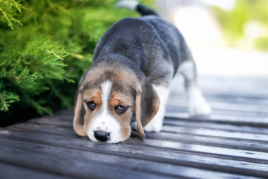 Yavru köpekler yeşil bir paketin içinde bankta otururlar.
