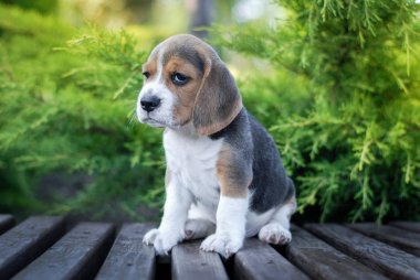 Yavru köpekler yeşil bir paketin içinde bankta otururlar.