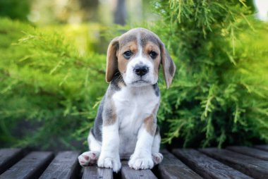 Yavru köpekler yeşil bir paketin içinde bankta otururlar.