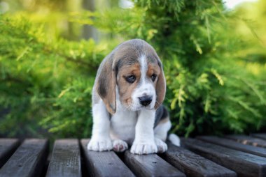 Yavru köpekler yeşil bir paketin içinde bankta otururlar.