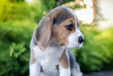 Yavru köpekler yeşil bir paketin içinde bankta otururlar.