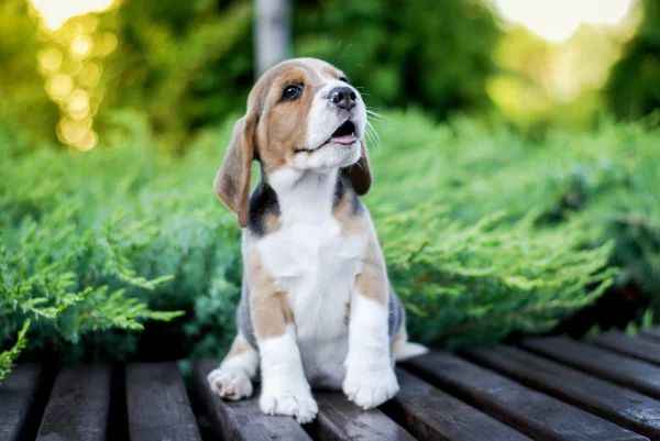 Beagle Cachorro Cachorros Sienta Banco Parque Verde — Foto de Stock