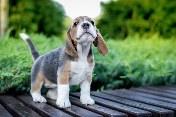 Beagle Cachorro Cachorros Sienta Banco Parque Verde — Foto de Stock