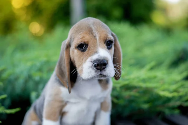 Beagle Szczeniaki Siedzi Ławce Parku Zieleni — Zdjęcie stockowe