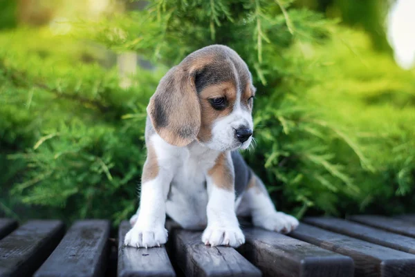 Beagle Cachorros Sentarse Banco Paquete Verde — Foto de Stock