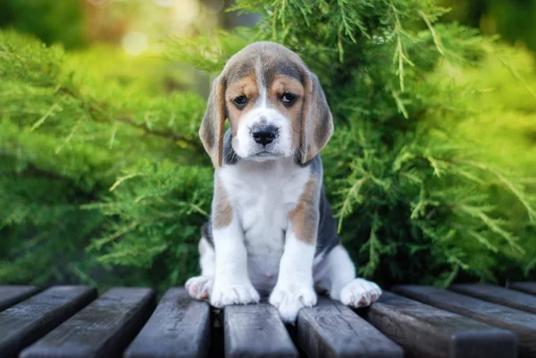 Filhotes Beagle Sentam Banco Pacote Verde — Fotografia de Stock