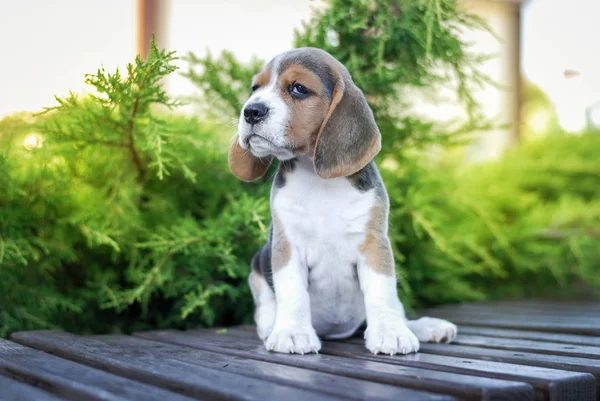 Beagle Cachorros Sentarse Banco Paquete Verde — Foto de Stock