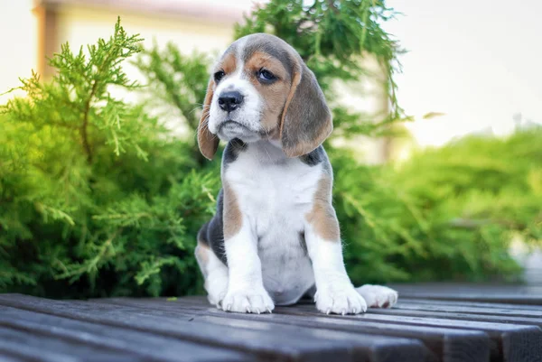 Beagle Cachorros Sentarse Banco Paquete Verde — Foto de Stock