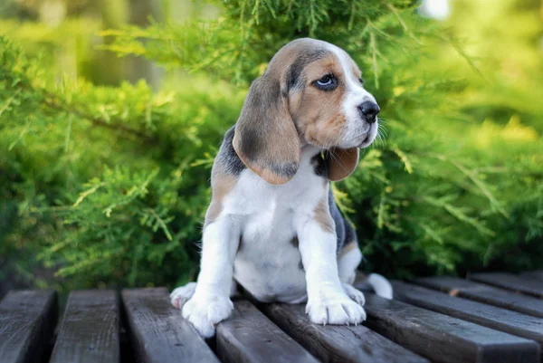 Beagle Cachorros Sentarse Banco Paquete Verde — Foto de Stock