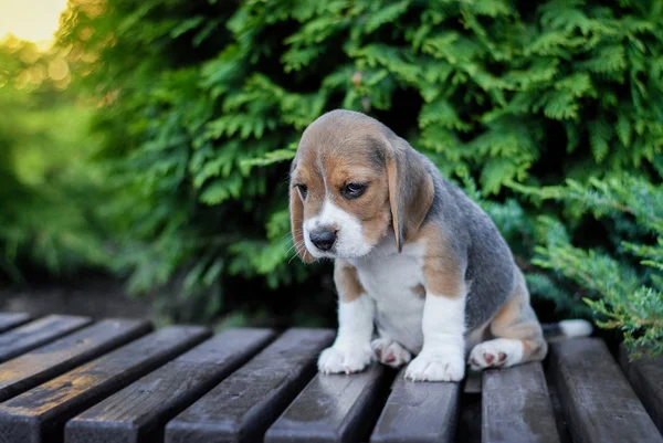 Beagle Cachorros Sentarse Banco Paquete Verde — Foto de Stock