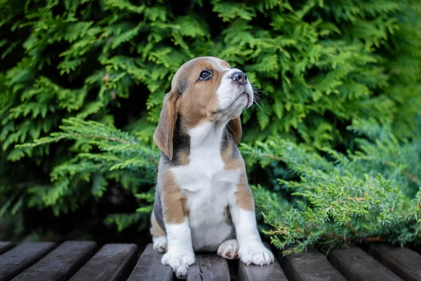 Beagle Cachorros Sentarse Banco Paquete Verde — Foto de Stock