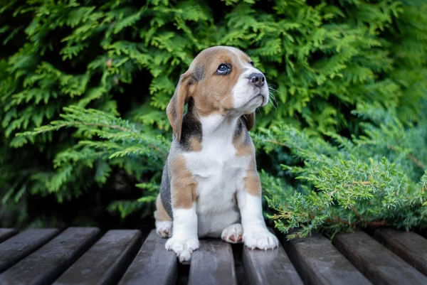 Beagle puppies sit on a bench in a green pack