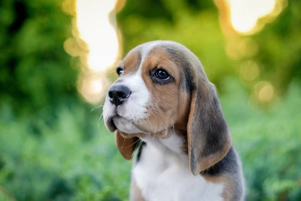 Beagle Cuccioli Sedersi Una Panchina Pacchetto Verde — Foto Stock