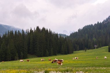 Dolomites manzarada pastoral yaz