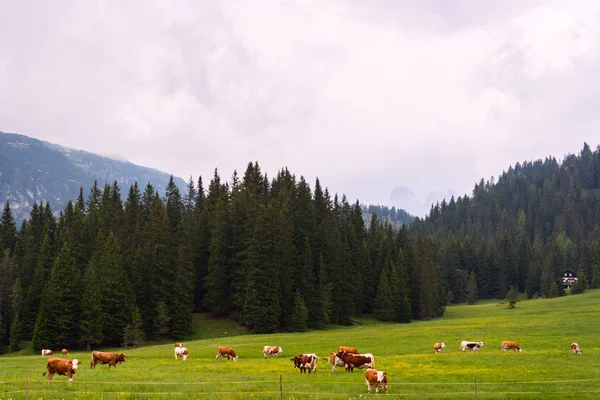 Dolomites manzarada pastoral yaz
