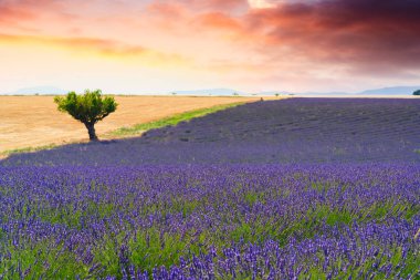 Lavanta alanları Valensole, Fransa