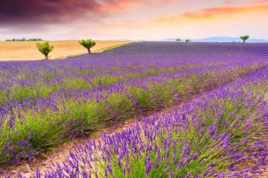 Lavanta alanları Valensole, Fransa
