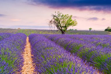 Lavanta alanları Valensole, Fransa