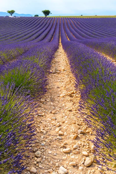 Lavanta alanları Valensole, Fransa