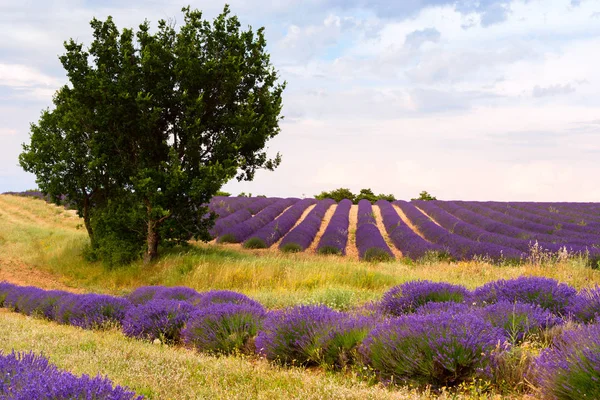 Lavender fields in Valensole, France — Stock Photo, Image