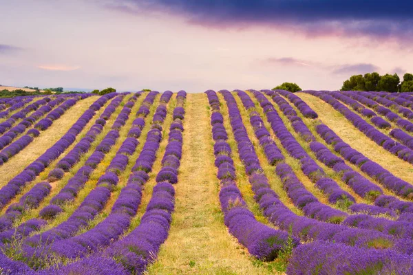 Лаванда поля в Валансоль, Франція — стокове фото