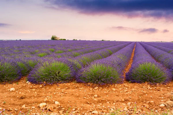 Лавандовые поля в Валенсоле, Франция — стоковое фото