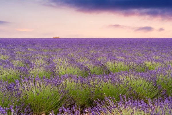 Lavanta alanları Valensole, Fransa