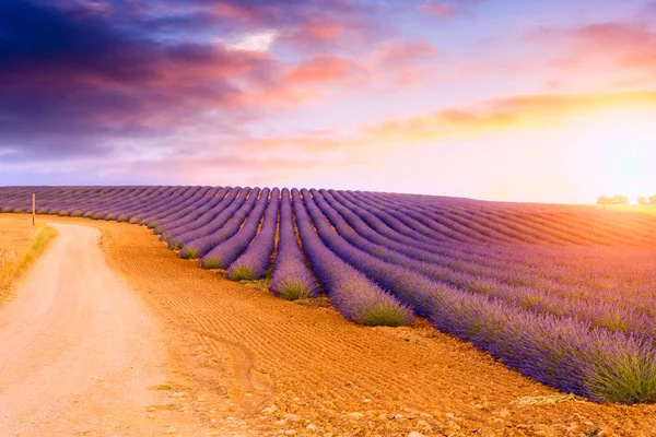 Lavanta alanları Valensole, Fransa