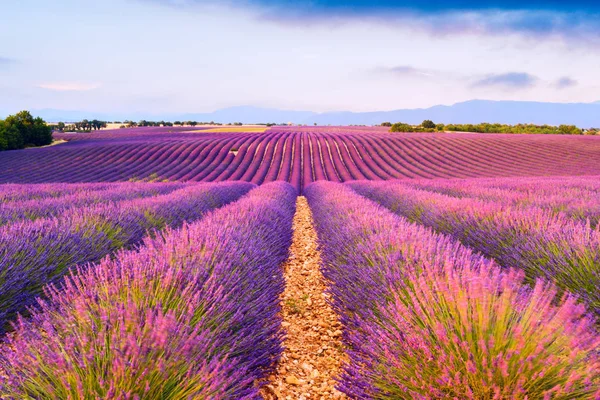 Lavendelfelder in Valensole, Frankreich — Stockfoto
