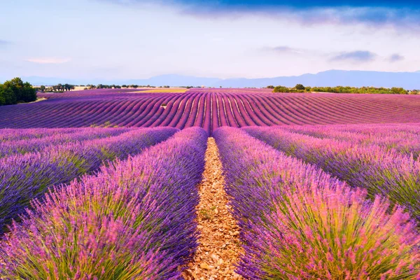 Levendula mezők, Valensole, Franciaország — Stock Fotó