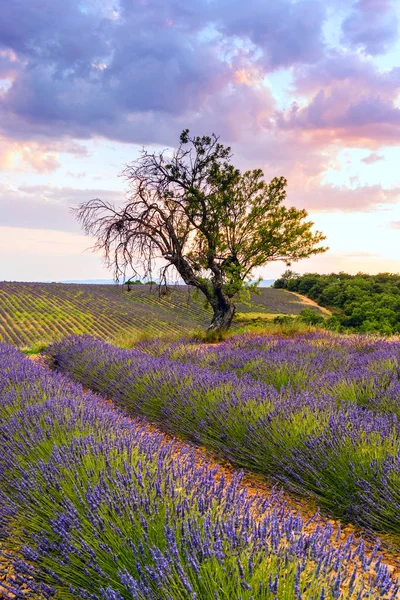 Лаванда поля в Валансоль, Франція — стокове фото