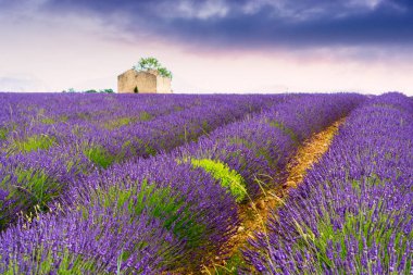 Lavanta alanları Valensole, Fransa