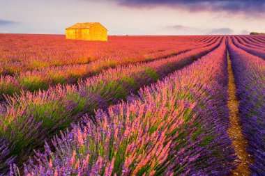 Lavanta alanları Valensole, Fransa