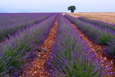 Lavanta alanları Valensole, Fransa