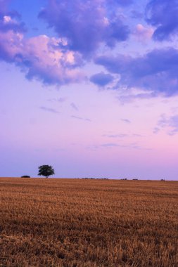 Yalnız ağaç ayakta yaz