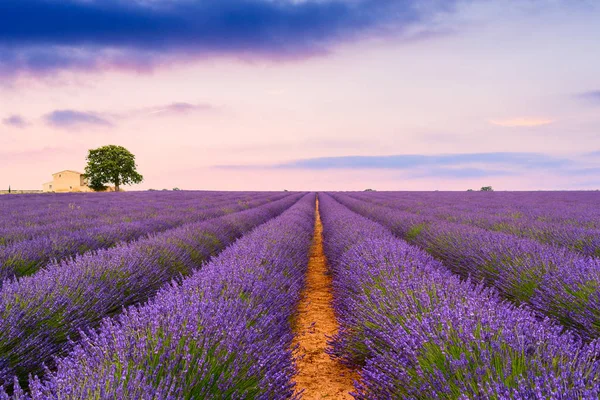 Lavanta alanları Valensole, Fransa