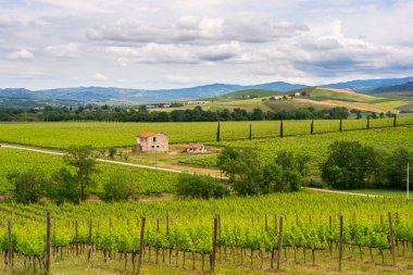 Chianti bağ peyzaj Toskana