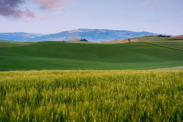 Vacker sommar landskap i Toscana — Stockfoto