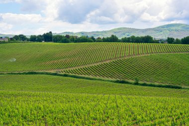 Chianti bağ peyzaj Toskana