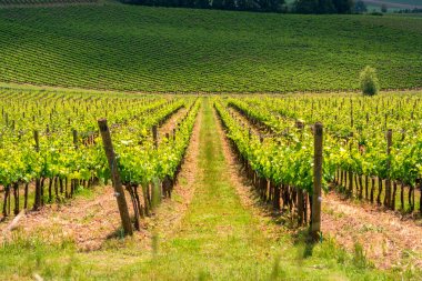 Chianti bağ peyzaj Toskana