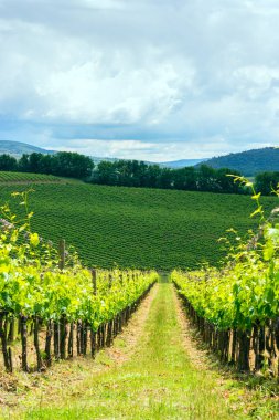 Chianti bağ peyzaj Toskana
