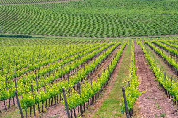 Chianti bağ peyzaj Toskana