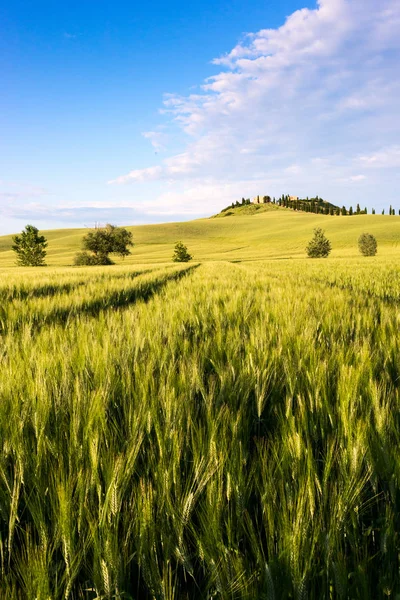 Vackra Tuscany landskap nära Siena — Stockfoto